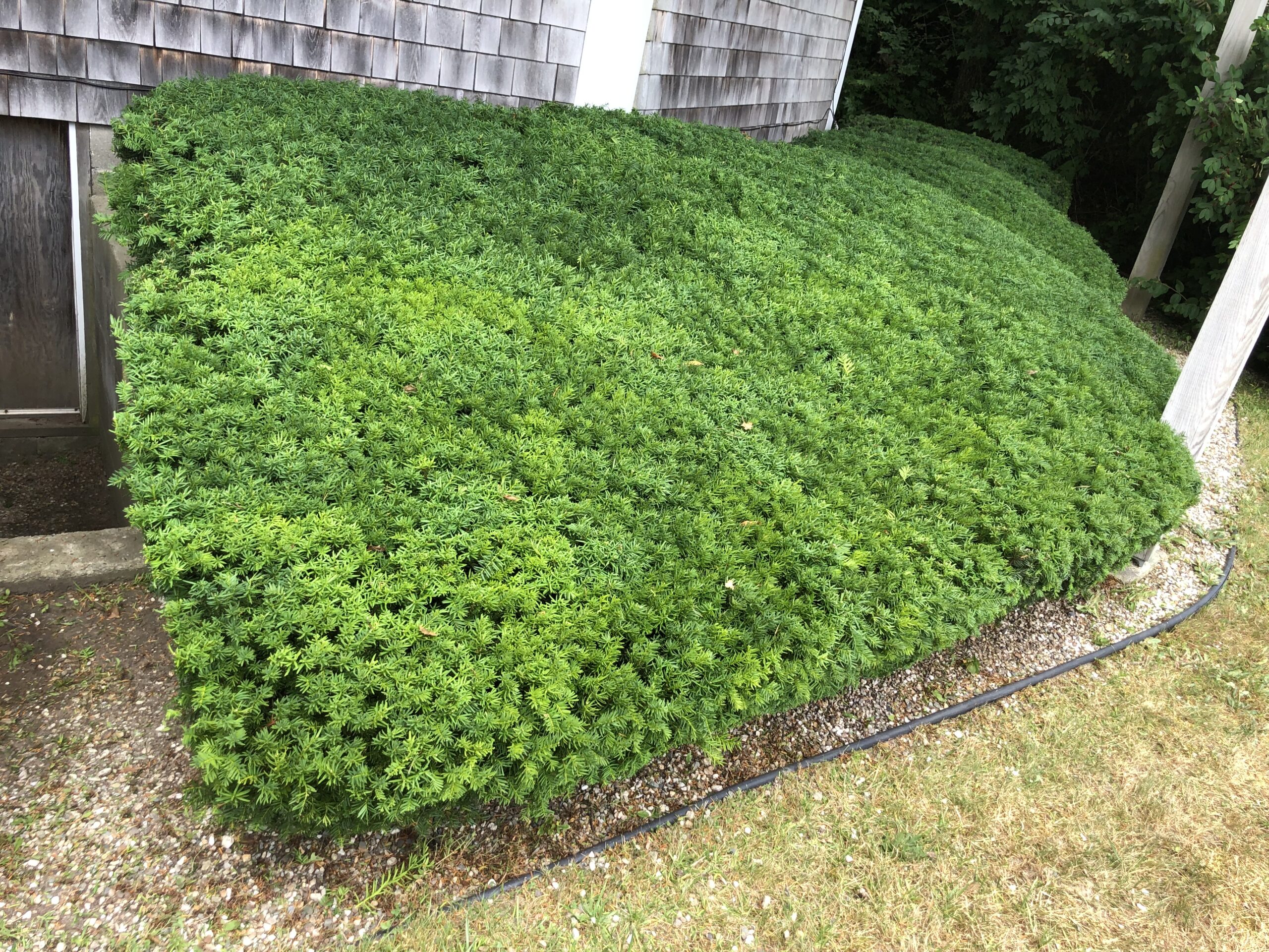 Hedge Trimming